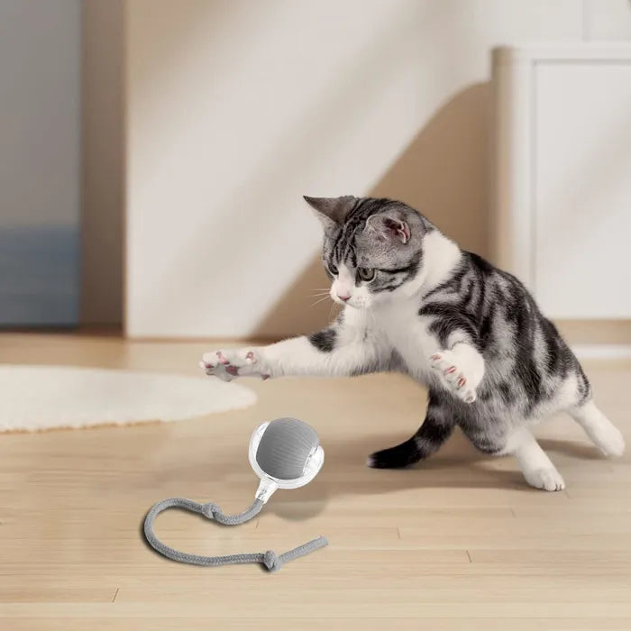 Interaktiv bold til kat – Genopladelig via USB | Sjovt kattelegetøj